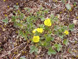 Description de l'image Potentilla hyparctica 09.JPG.