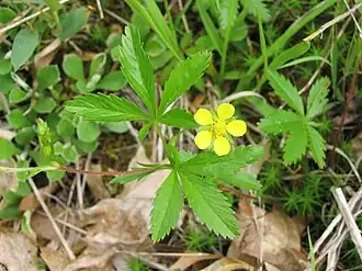 Description de l'image Potentilla simplex 3-eheep (5097949768).jpg.