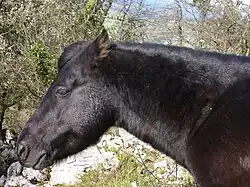 Type originel, vue de profil.