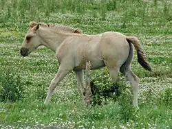 Photo d'un poulain à la robe très claire marchant dans un pré.