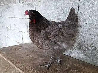 Poule Bleue de France