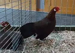 Poule Java saumon doré