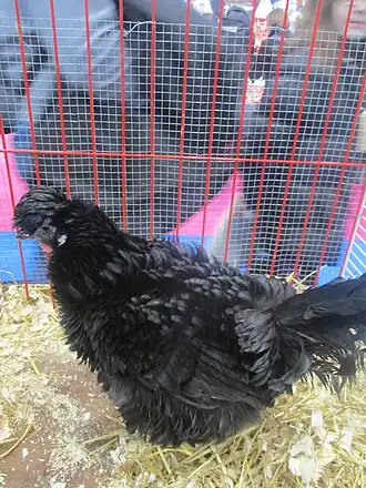 Poule lyonnaise au salon de l'agriculture de Paris 2018