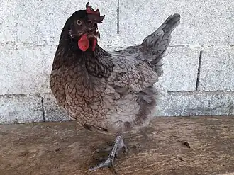 Poule Bleue de France à crête noire.