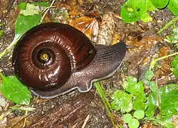 Powelliphanta annectens (en).