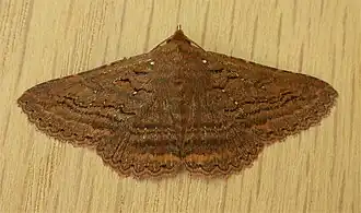 Praxis porphyretica(Erebinae, incertae sedis)