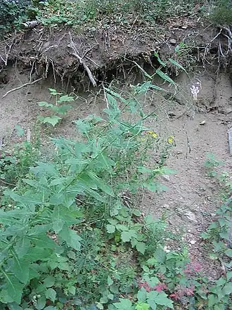 Description de cette image, également commentée ci-après