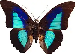 Prepona laertes octavia (Belize)