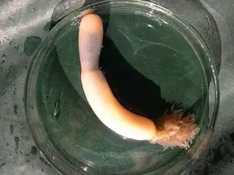 Priapulus caudatus, un ver priapulidien.