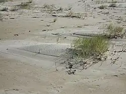 Chiendent des sables