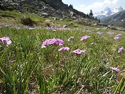 Vue en situation, dans les Alpes.