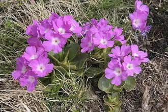 Description de l'image Primula villosa IMG 5596.jpg.
