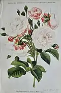 Chromolithographie dans le Journal des roses, janvier 1886.