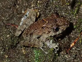 Description de l'image Pristimantis crenunguis 10824764 (cropped).jpg.