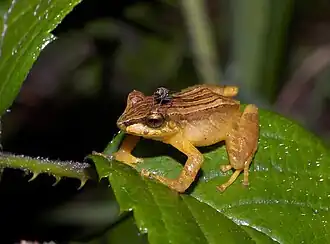 Description de l'image Pristimantis dorsopictus01.jpg.