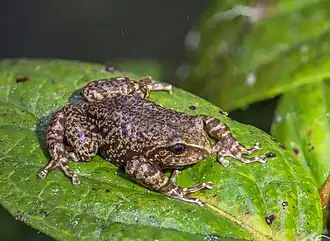 Description de l'image Pristimantis elegans Chingaza.jpg.