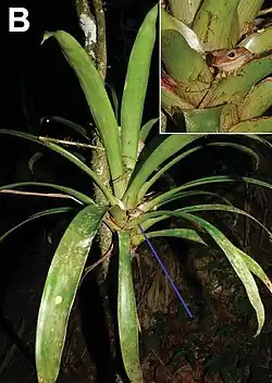 Dans une Broméliacée