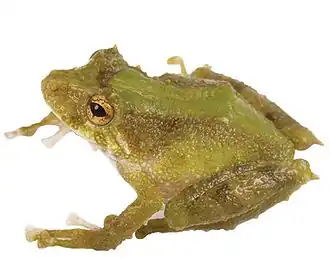 Description de l'image Pristimantis inusitatus.jpg.