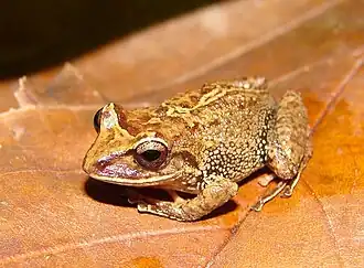 Description de l'image Pristimantis permixtus01.jpg.
