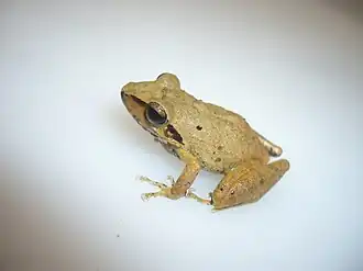 Description de l'image Pristimantis reichlei.JPG.