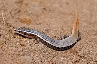 Description de l'image Procellosaurinus erythrocercus 115934611.jpeg.