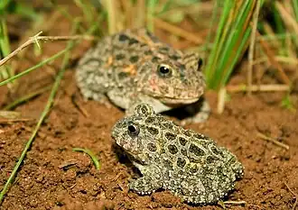 Description de l'image Proceratophrys moratoi.jpeg.