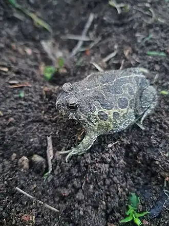Description de l'image Proceratophrys palustris.jpg.