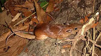 Description de l'image Proechimys longicaudatus.jpg.