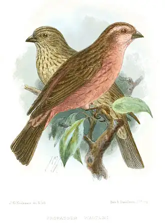 Description de l'image PropasserWaltoniKeulemans.jpg.