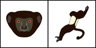 Schéma montrant la coloration typique du pelage de la tête (gauche) et du corps (droite) d'un Sifaka de Milne-Edwards.