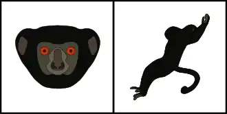 Schéma montrant la coloration typique du pelage de la tête (gauche) et du corps (droite) d'un Sifaka de Perrier.