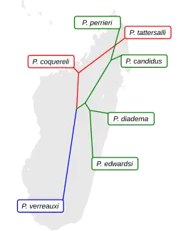 Cladogramme superposé à une carte de Madagascar.