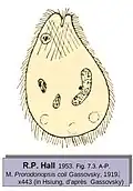 Prorodonopsis coli