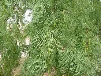 Description de l'image Prosopis-glandulosa-foliage.JPG.