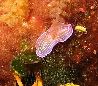 Description de cette image, également commentée ci-après