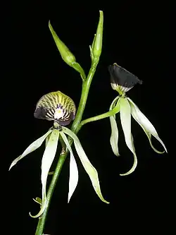 Prosthechea cochleata