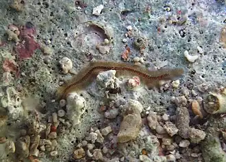 Un plathelminthe polyclade, « Prosthiostomid sp. 2 » selon Newman.