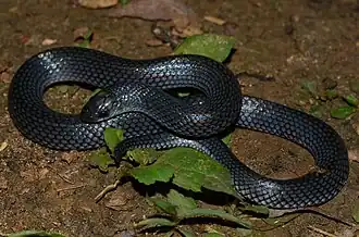 Description de l'image Prosymna ambigua - Marius Burger - 429142416.jpeg.