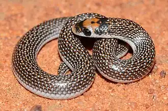 Description de l'image Prosymna lineata 111071538.jpg.