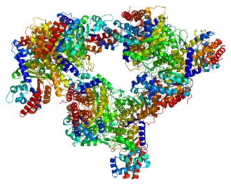Image illustrative de l’article Aldolase C
