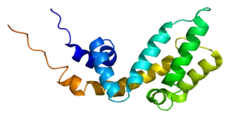 Image illustrative de l’article AXIN1
