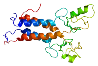 Image illustrative de l’article BRCA1