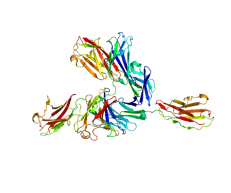 Image illustrative de l’article Basigine