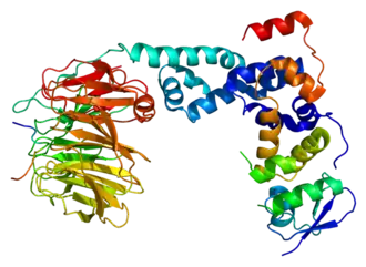 Image illustrative de l’article BTRC (gène)