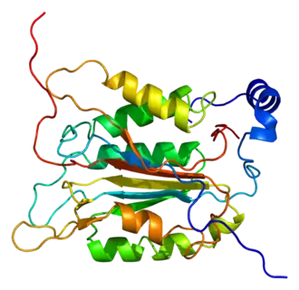 Image illustrative de l’article Caspase 1