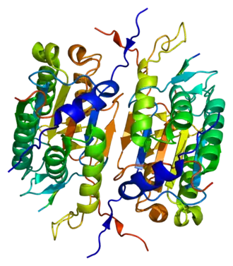 Image illustrative de l’article Caspase 2