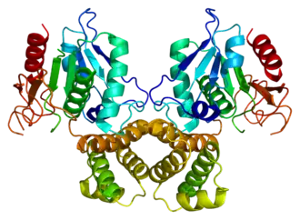 Image illustrative de l’article Acide gras synthase