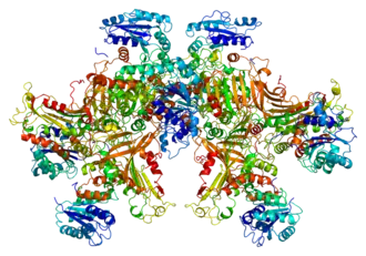 Image illustrative de l’article Glucose-6-phosphate déshydrogénase
