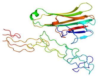 Image illustrative de l’article Lymphotoxine alpha