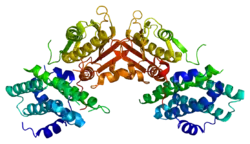 Image illustrative de l’article Pyruvate déshydrogénase kinase
